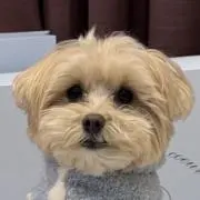 wichuの画像