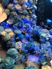 みずの画像