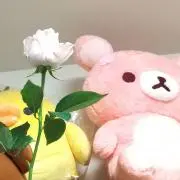 pomewankの画像