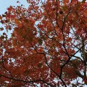 最終値下げ】ポケモン バンダイ プラコロ ポケモン セット 9個セット