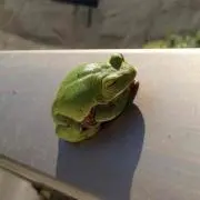 ユウ