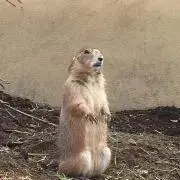 cocoaの画像