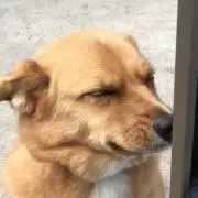 きみこの画像