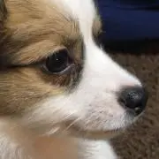 NAOの画像
