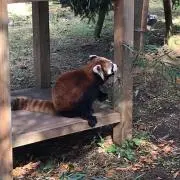 あーやの画像
