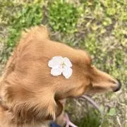 エリコの画像