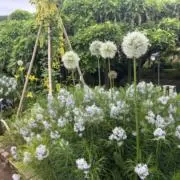 さくらの画像