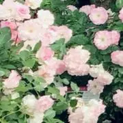 doctormilkteaの画像