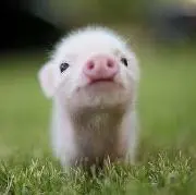 豚ちゃんの画像