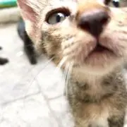 ねいの画像