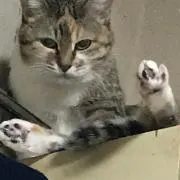 fuwa.の画像