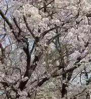 karintouの画像