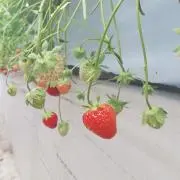 のののんの画像