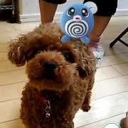 ここちゃんの画像