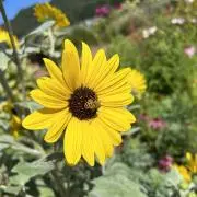 激レア限定品】人生ゲームEX 白馬版 - メルカリ