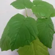 ウンベラータの画像
