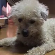 モト