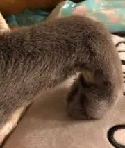 ろみの画像