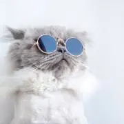 にゃんこの画像