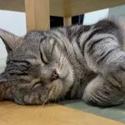 zz プロフ確認お願いします
