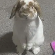 どんの画像