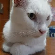 ato mizoの画像