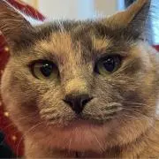 tomの画像