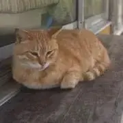 【24時間以内に発送】りよの画像