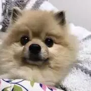 いず