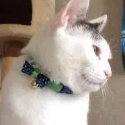 あかっち