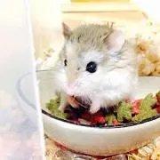 ぴよまるの画像