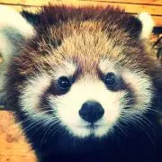 のの