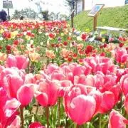 matan✩.*˚の画像