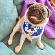 オラフの画像