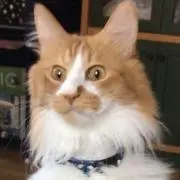 くろねの画像
