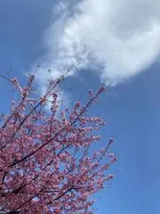 たかなしの画像