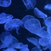 さくやの画像