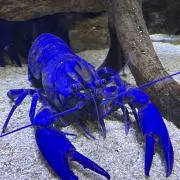 まーぴまんの画像
