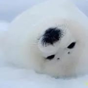 さともの画像