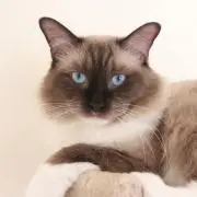 風の画像