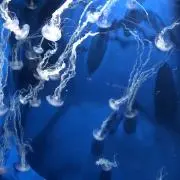 umi⭐️即購入OK♫⭐️の画像