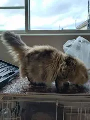 #チェイニー