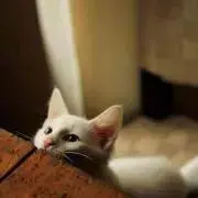 YUKOの画像