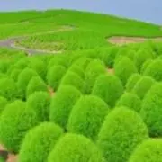 はなもりの画像