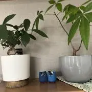 もこはるの画像