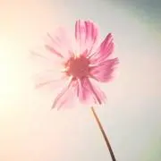 小梅の画像