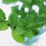 mintの画像