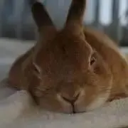 ゆにの画像