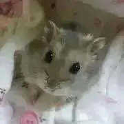 プロフ必読！！ひろぴーの画像