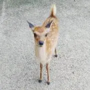 Bambi♪の画像